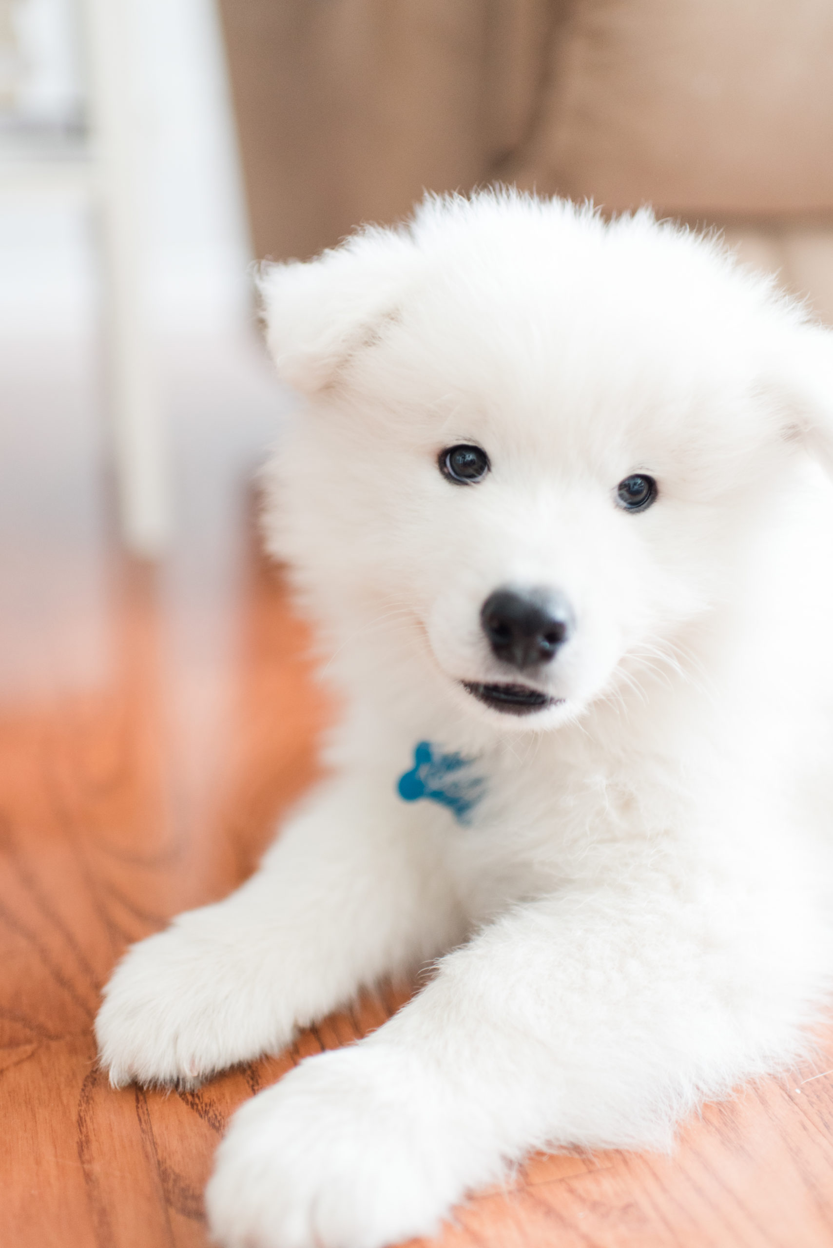 Meet Koda, Our Sweet Samoyed! | Emily Moore | Private Photo Editing